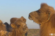 世界首例低温保存骆驼胚胎移植完成