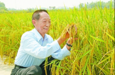 “海水稻”科技攻关，袁隆平这么说