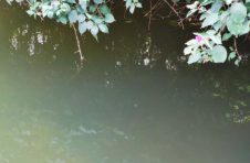 广东省内首次在水环境生态修复项目里发现“水中大熊猫”——桃花水母