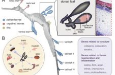 中科院南海所揭示海龙科鱼类“拟态”性状与性别决定演化机制